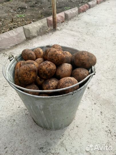 Продам картофель