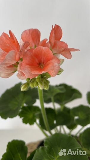 Пеларгония герань