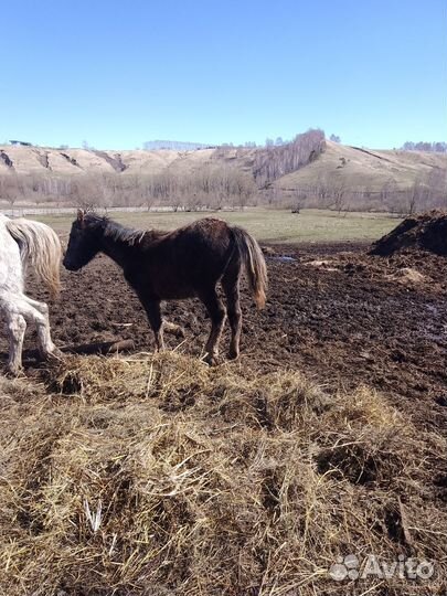 Лошади, жеребёнок