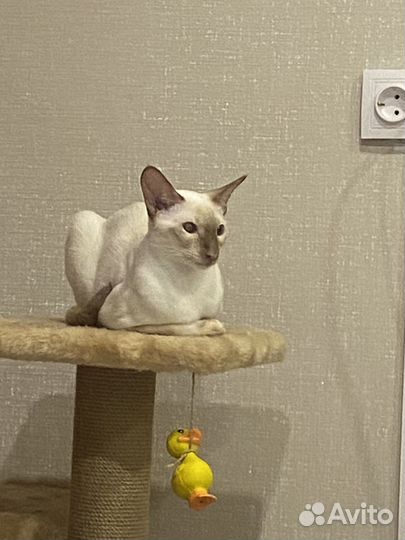 Отдам в добрые руки