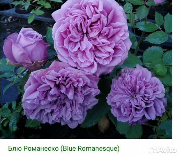 Роза на штамбе