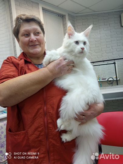 Услуги грумера