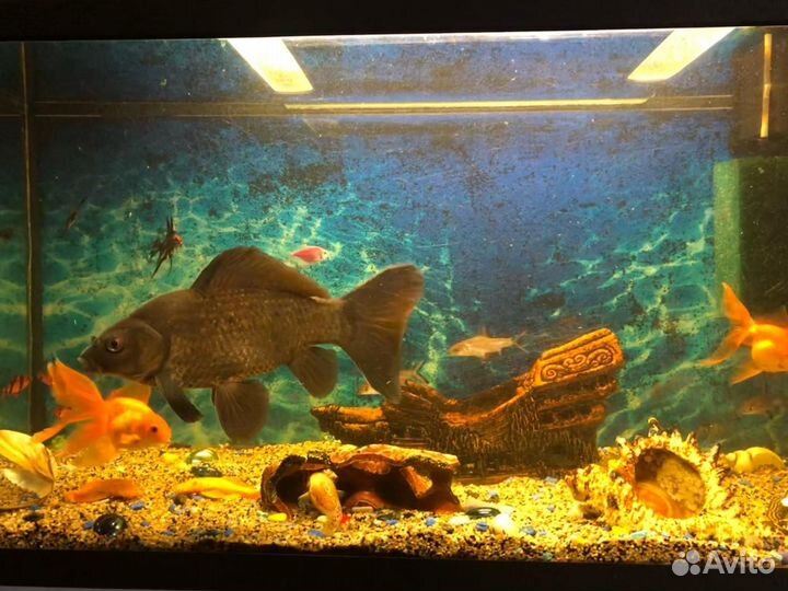 Продаются аквариумные рыбки