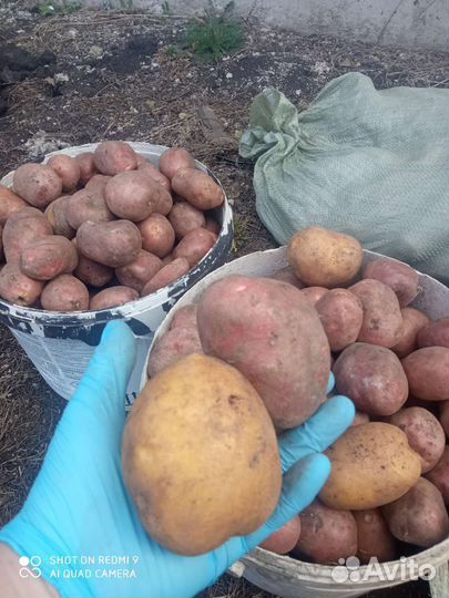 Семенной картофель