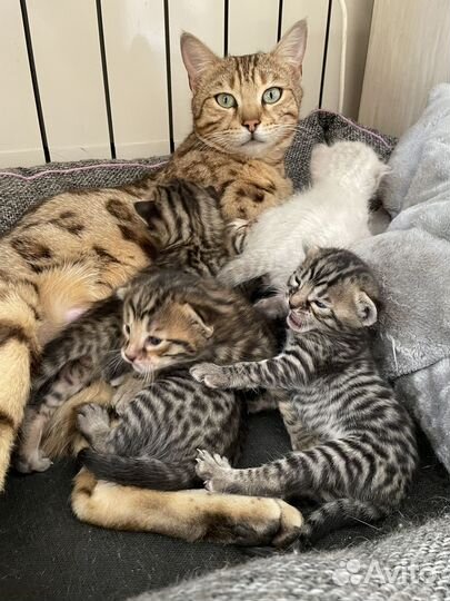 Котята бенгалы
