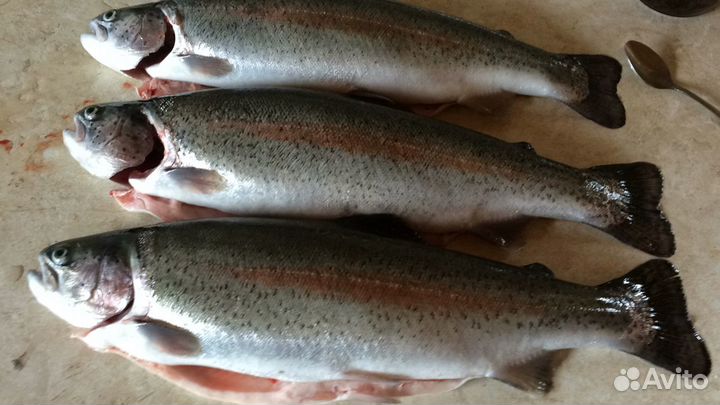 Рыбалка на форель