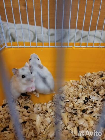 Джунгарский хомяк с клеткой