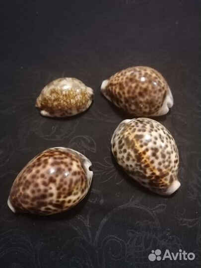 Ракушка для интерьера