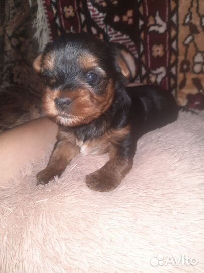 Собаки щенки маленькой породы