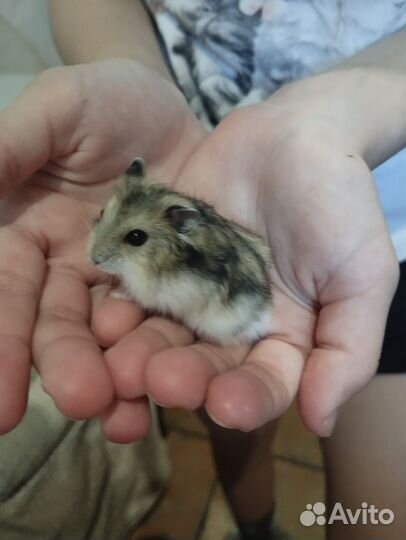 Джунгарский хомяк девочка