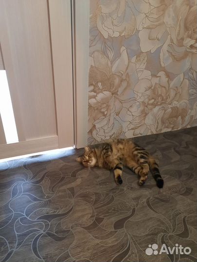 Кошечка