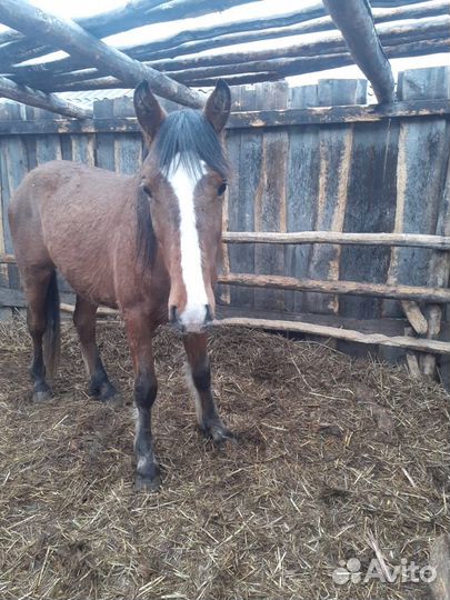 Продам лошадь