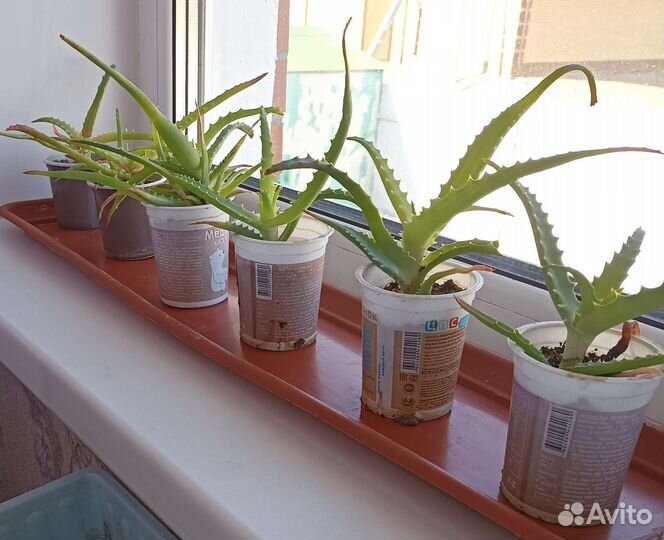 Алоэ столетник