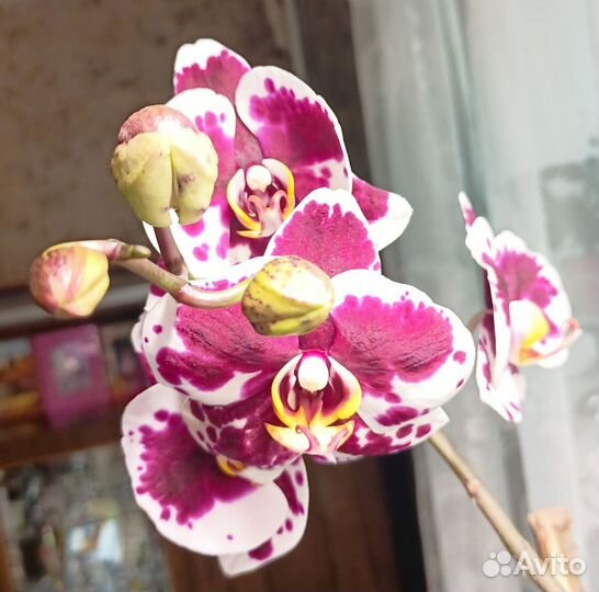 Фаленопсис