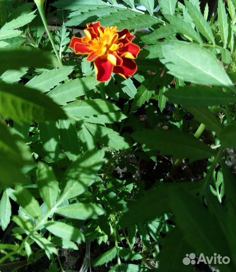 Бархатцы рассада, семена