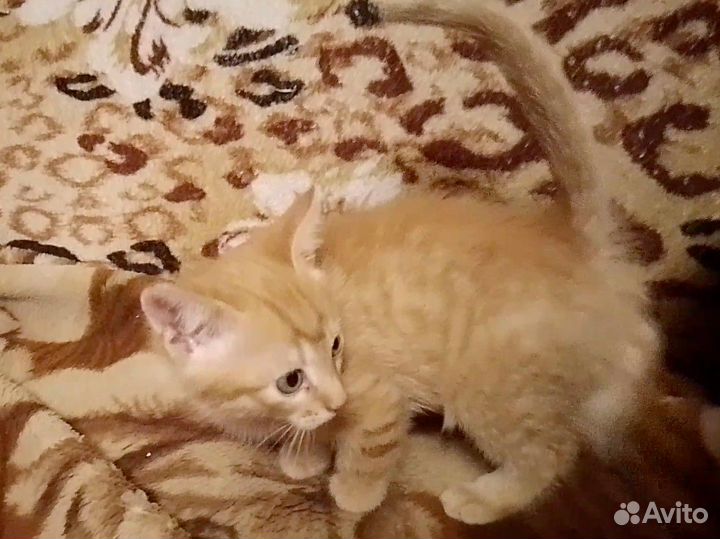 Котёнок (девочка) в добрые руки