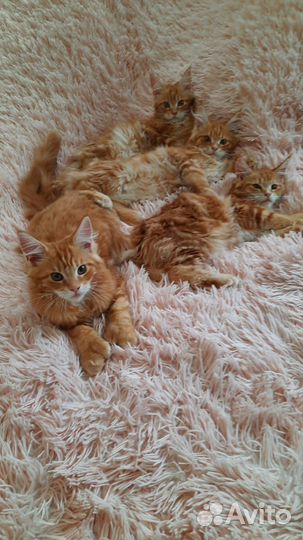 Котята мейн-кун