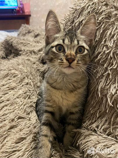 Котенок в добрые руки