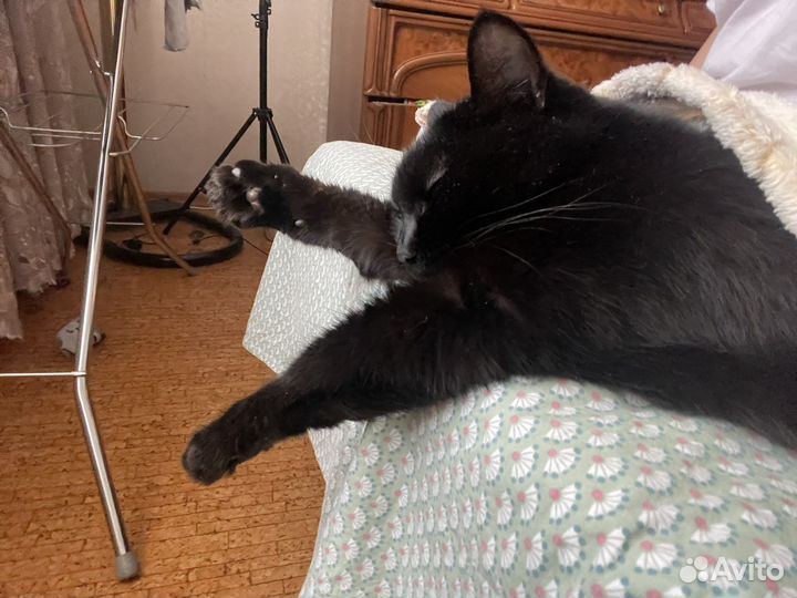 Кошка Ева черная