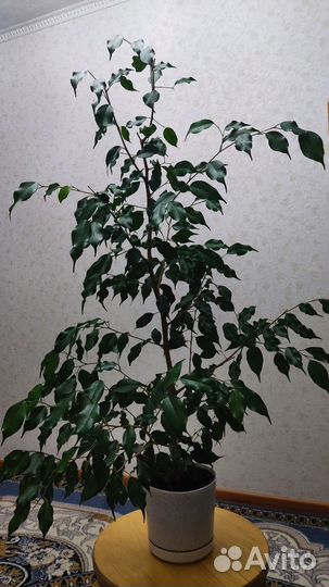 Цветок Фикус Бенджамина