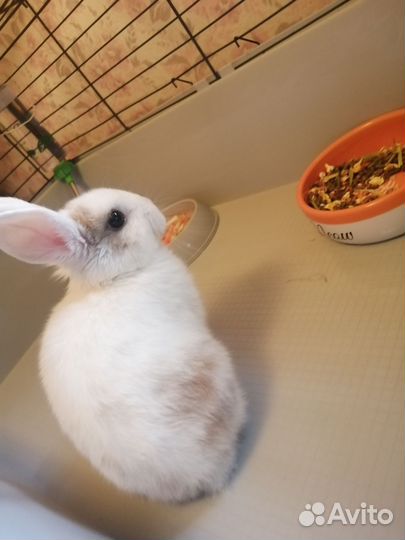 Карликовый кролик