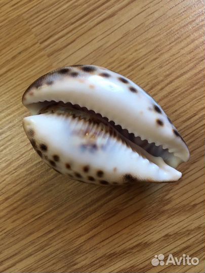 Именная ракушка