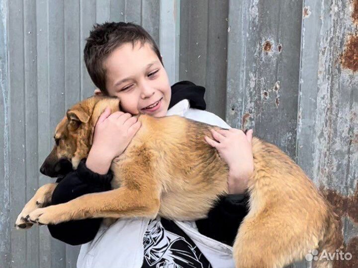 Волонтер в приют