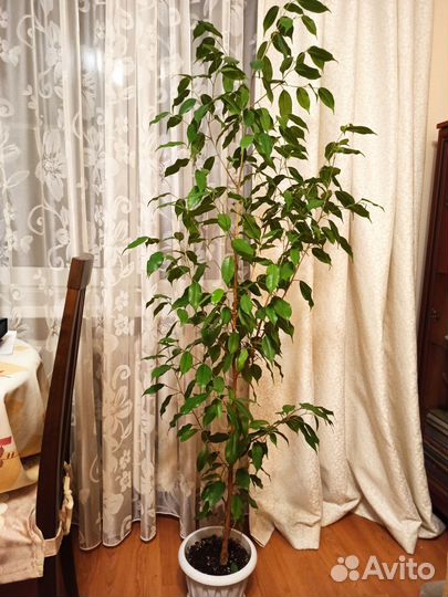 Фикус бенджамина 140см