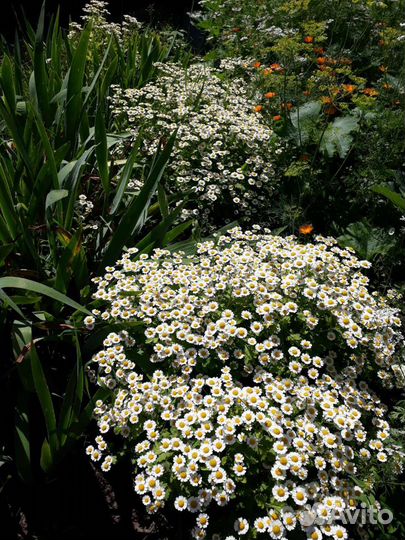 Пиретрум-ромашка