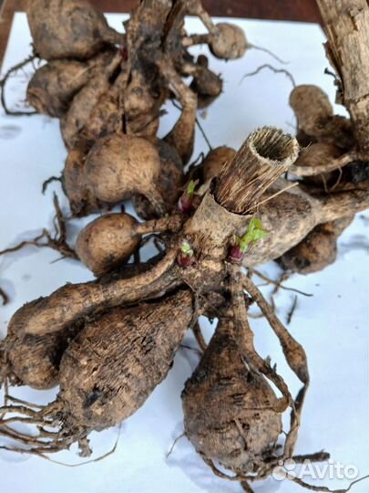 Георгина, хосты и др. многолетники