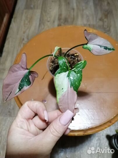 Сингониум клубничный лед galaxy, серый призрак