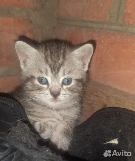 Коты бесплатно