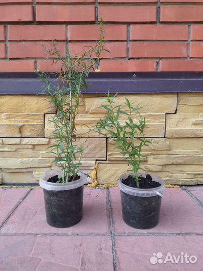 Тархун (эстрагон)