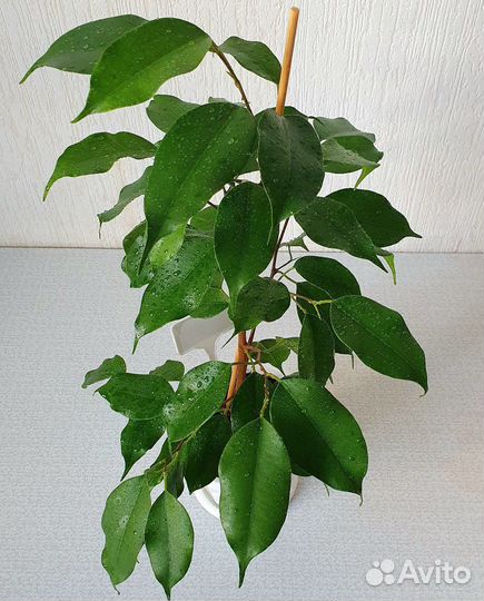 Фикус Бенджамина Экзотика