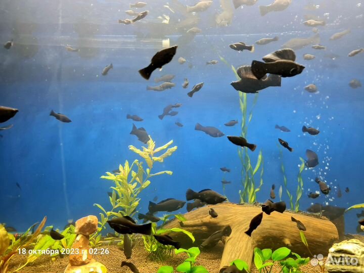 Живородящая рыбка Велифера Нигра