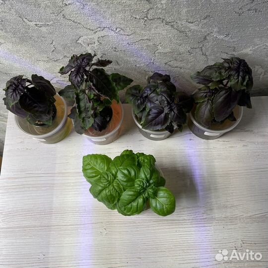 Рассада трав и растений