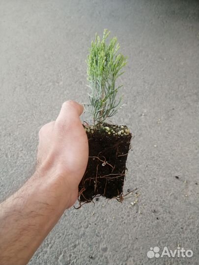 Туя смарагд