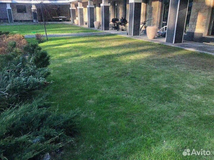Рулонный газон от производителя