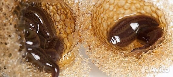 Пиявка медицинская