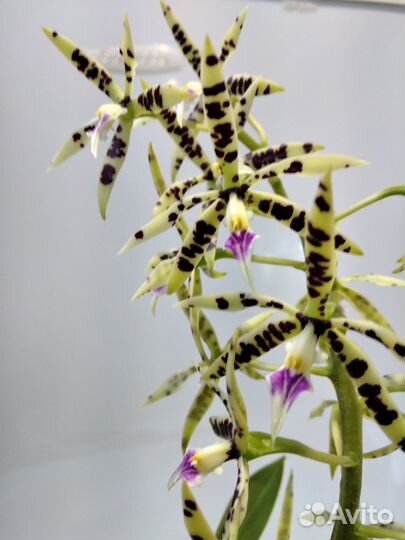 Редкие орхидеи