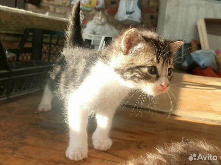 Котята в добрые руки бесплатно