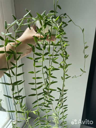 Хойи в кашпо