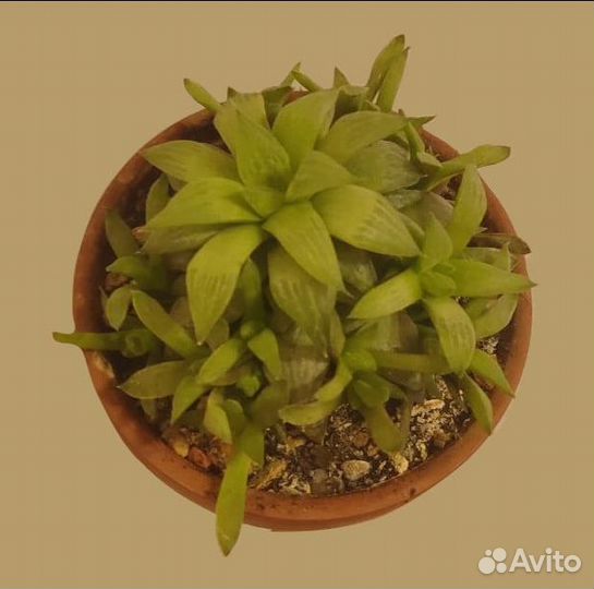 Растения Суккуленты