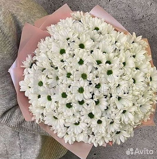 Хризантема Цветы Доставка