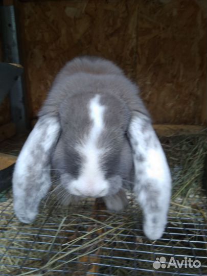 Кролики на племя