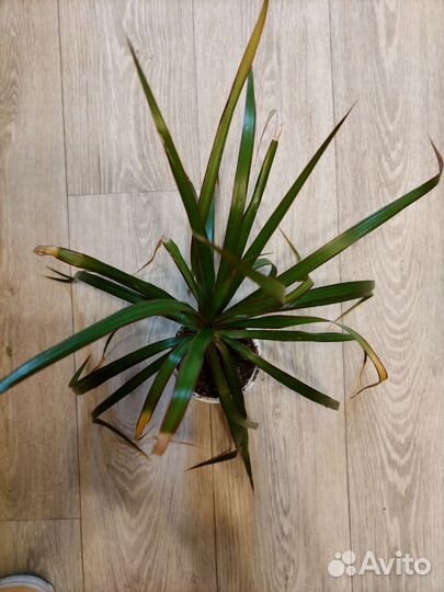 Молодая драцена