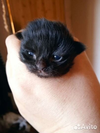 Котенок в дар бесплатно