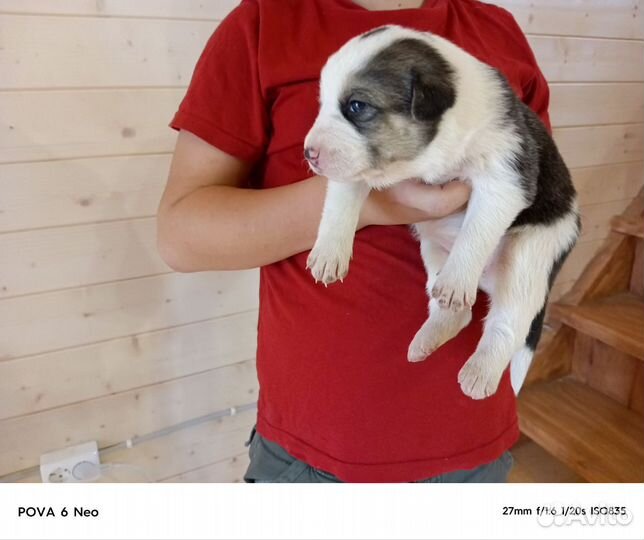 Собака алабай щенки сао абориген помесь