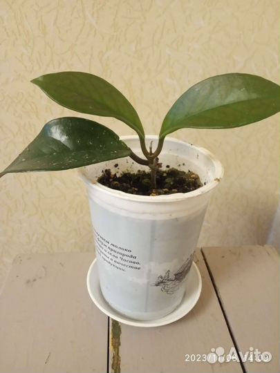 Хойя карноза. Кактусы бесплатно