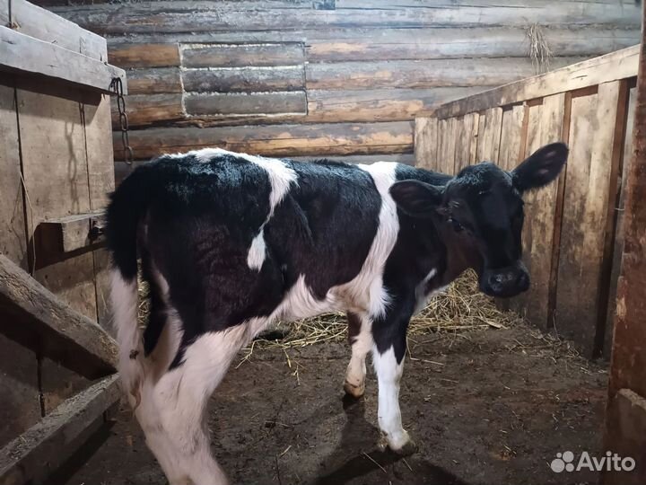 Телочка 2 мес